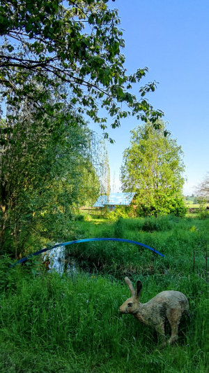 Artists/Images/ResizedExtra/marie thys_image_hare_in garden.jpg